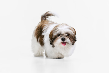 Naklejka na ściany i meble Cute, beautiful white brown dog, little Shih Tzu isolated over white studio background. Concept of animal life, care, responsibility for pets