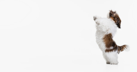 Little puppy, cute white brown Shih Tzu dog stands on its hind legs isolated over white studio background.