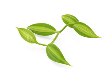 Vanilla branch green leaves isolated on white background with clipping path.