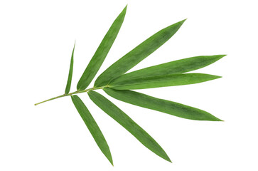 Bamboo green leaves isolated on white background with clipping path. top view,flat lay.