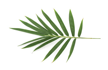 Bamboo green leaves isolated on white background with clipping path. top view,flat lay.