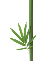 Bamboo green leaves and wood isolated on white background with clipping path.