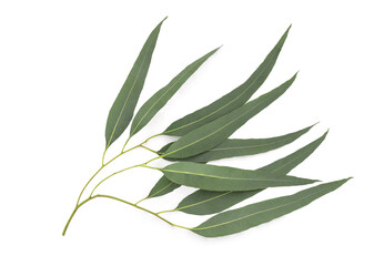 Eucalyptus green leaves isolated on white background with clipping path.