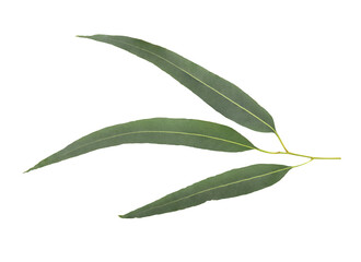 Eucalyptus green leaves isolated on white background with clipping path.