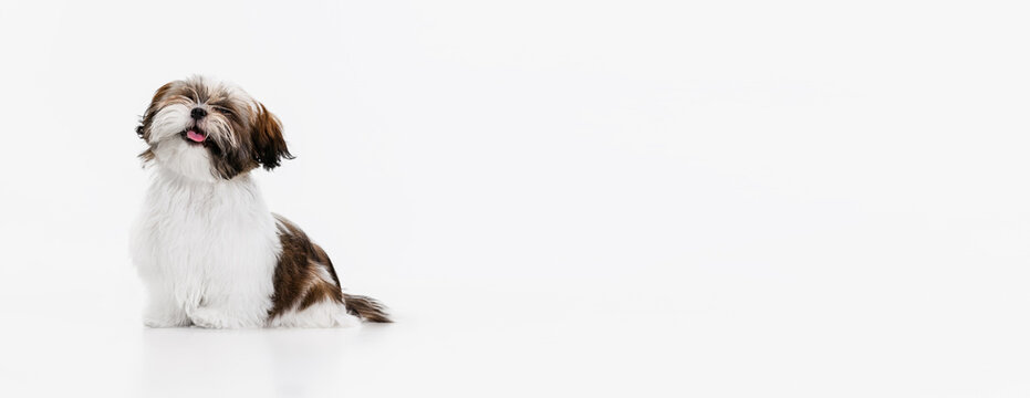 Flyer with cute, sweet white brown dog, little Shih Tzu isolated over white studio background. Concept of animal life, care, responsibility for pets - Powered by Adobe