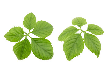 Naklejka na ściany i meble Gynostemma pentaphyllum or jiaogulan green leaf isolated on white background with clipping path.