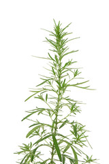 Mugwort or artemisia annua branch green leaves isolated on white background.