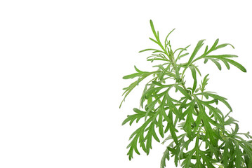 Fototapeta na wymiar Mugwort or artemisia annua branch green leaves isolated on white background.