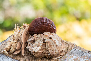 Angelica sinensis ,ginseng and reishi or lingzhi mushroom bokeh nature background.