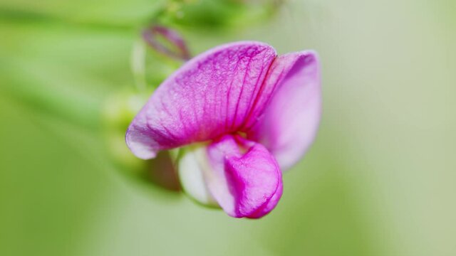 Lathyrus grandiflorus with a natural background. Close up.