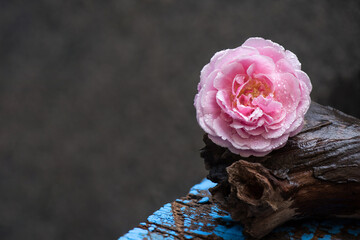 Pink damask rose flower placed on an old log on nature surface.