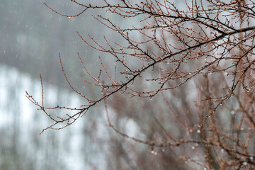 Winter landscape. View of tree branch on rainy day.
