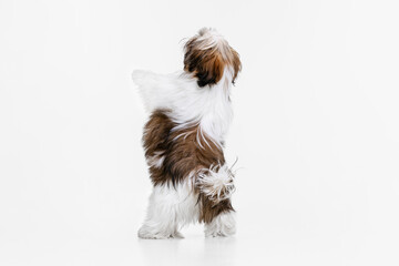 Back view of little puppy, cute white brown Shih Tzu dog stands on its hind legs isolated over...