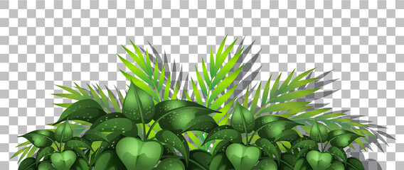 Tropical plant on transparent background