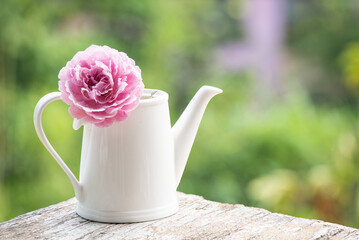 Pink damask rose flower in a white teapot on nature surface.