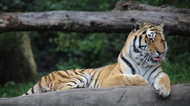 Siberian Tiger licking its paw