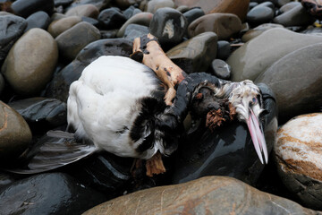 Dead bird (Great crested grebe) on the sea beach on cloudy winter day. Black Sea, Krasnodar Krai, Russia.