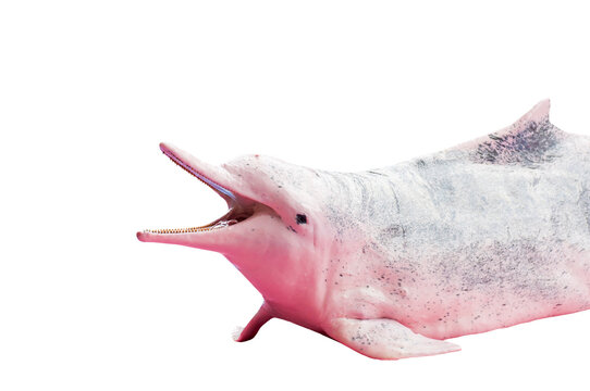 Pink Dolphin Or Suasa Chinensis Isolated On White Surface With Clipping Path.