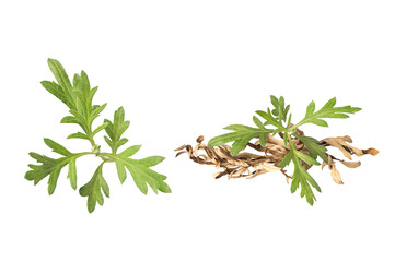Fresh and dried mugwort or artemisia annua branch green leaves isolated on white background with clipping path.