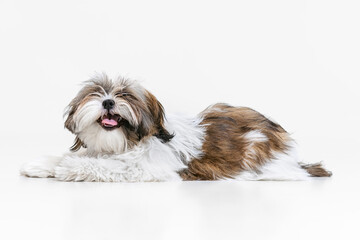 Naklejka na ściany i meble One cute, funny white brown dog, little Shih Tzu isolated over white studio background. Concept of animal life, care, responsibility for pets