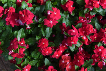 Catharanthus roseus or west indian periwinkle flowers and green leaves on nature background.