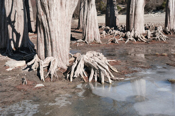 Crab-like roots of cypresses on Sukko lake on cold sunny winter day. Krasnodar Krai, Black Sea,...