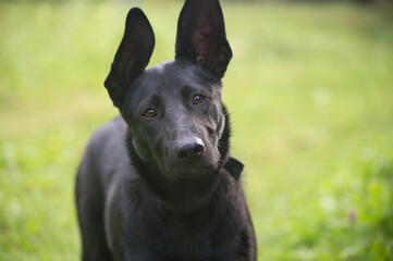 Black dog on a green background.
