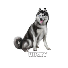 siberian husky dog © Ольга Корецкая