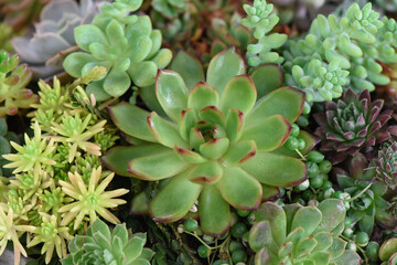 Succulent ornamental plants on nature background.