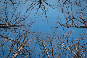 Cypress branches on the background of blue sky on sunny winter day.