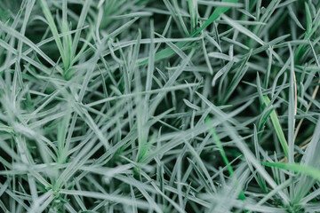 texture of green shoots ground cover flowers close-up