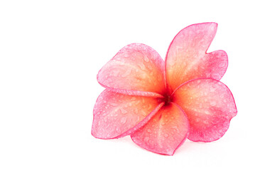 Plumeria flower isolated on white background.