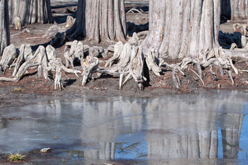 Crab-like roots of cypresses on Sukko lake on cold sunny winter day. Krasnodar Krai, Black Sea,...