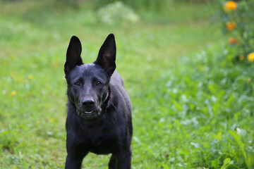 Black dog on a green background.