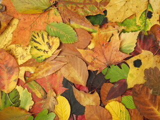 Obraz premium Jesienne barwy w liściach i drzewach
