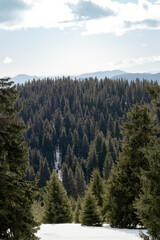 Winter fir coniferous forest, Bulgarian ski resort Pamporovo, Rhodope mountains, Bulgaria. Winter nature vertical background. Christmas holidays concept. Beauty of planet earth