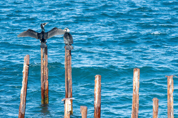 Cormorant dry his feathers sitting on old supports in the sea on sunny day. Utrish, Black Sea, Krasnodar Krai, Russia.