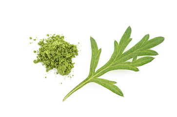 Alternative medicine with mugwort or artemisia annua isolated on white background.top view,flat lay.