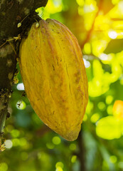 Fresh cocoa on the tree in the garden