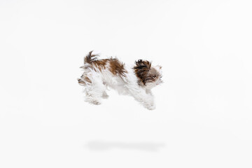 Flying dog. Cute white brown dog, little Shih Tzu isolated over white studio background. Concept of animal life, care, responsibility for pets