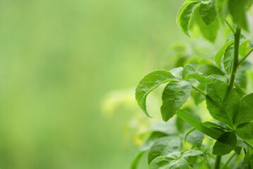Eleutherococcus trifoliatus trees on nature background.
