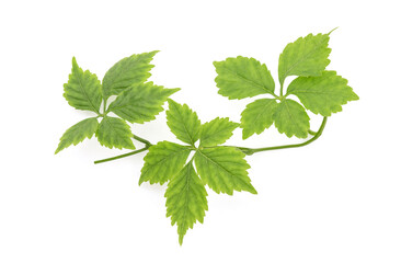 Gynostemma pentaphyllum or jiaogulan green leaf isolated on white background with clipping path.