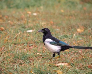 Bird Magpie close-up on a background of grass with fallen leaves. Bird watching