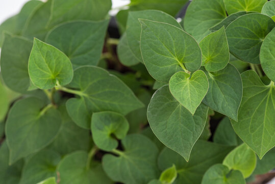 Houttuynia cordata or plu kaow branch green leaves background.top view,flat lay.