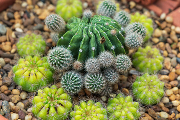 Fototapeta premium Many varieties of cactus are arranged as a small garden.
