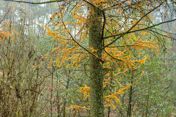 Larch tree with autumnal fellow foliage