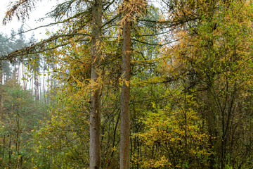 Autumnal larch trees