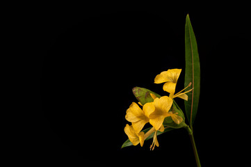 Hop headed barleria or barleria lupulinaon isolated on black background.