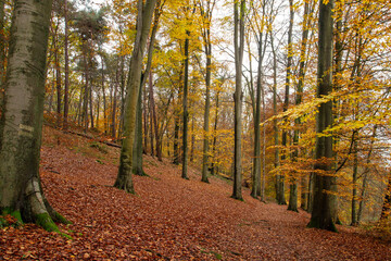 Obraz premium Beech trees autumn forest