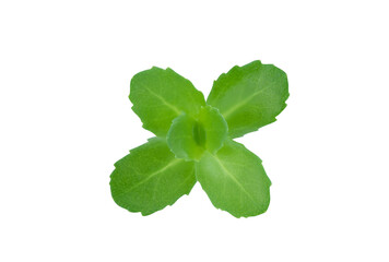 Brahmi or bacopa monnieri  isolated on white background with clipping path.top view,flat lay.
